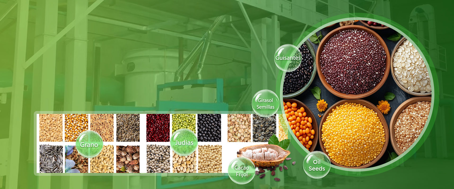 Professional Seed Processing Equipment for Various Grains
